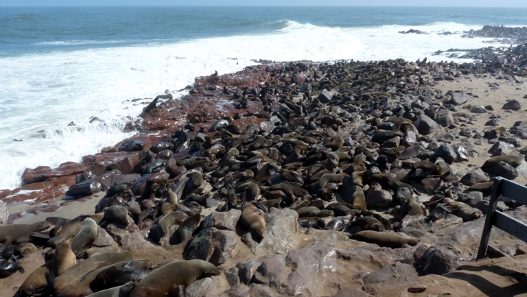 Robben am Cape Cross